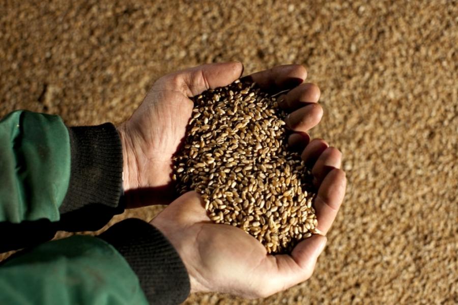 Zemkopības ministrs liek domāt, ka graudu ražas samazinājums nebūs kritisks