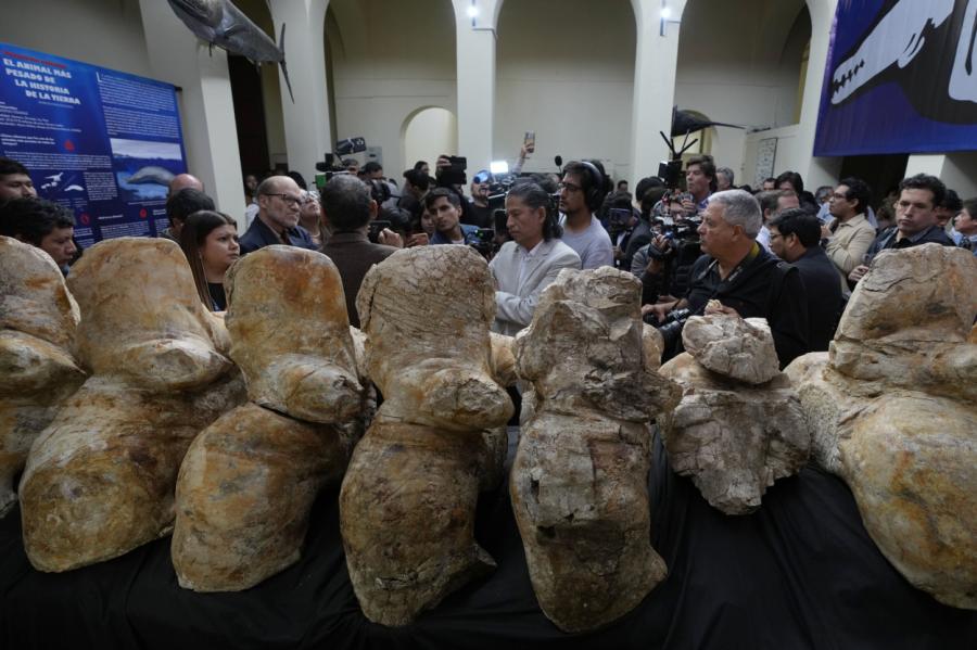 Peru atklāts valis, kas varētu būt bijis smagākais dzīvnieks uz Zemes (+VIDEO)