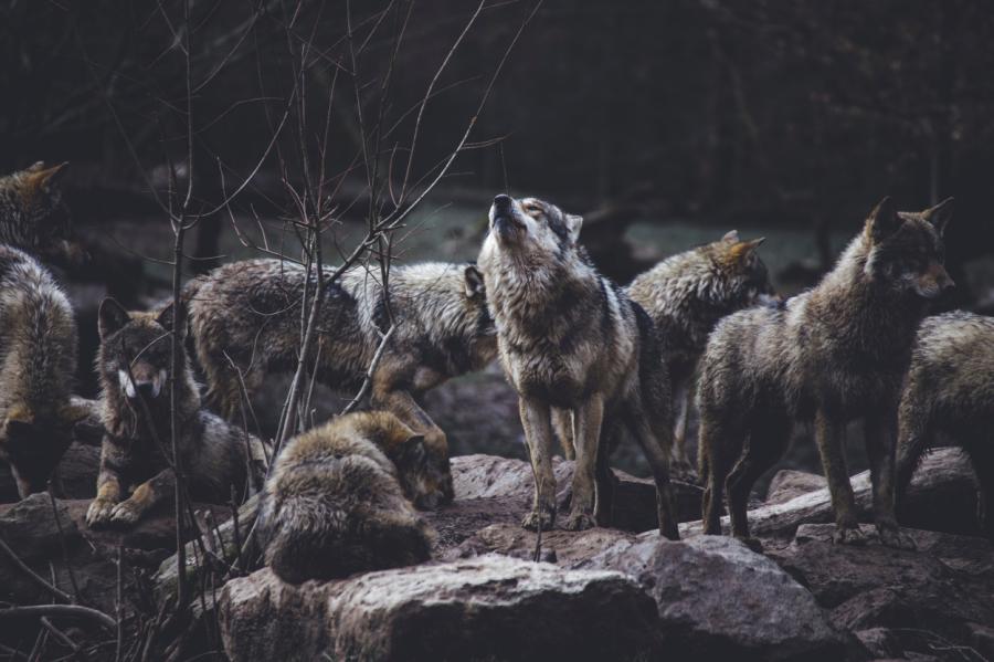 Nosaukti novadi, kuros šogad konstatēts lielākais vilku uzbrukumu skaits