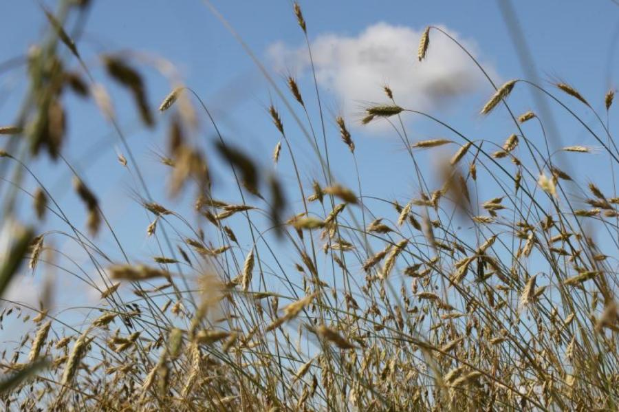 Līdz šim Latvijā ir nokulti kopumā mazāk nekā 20% graudaugu