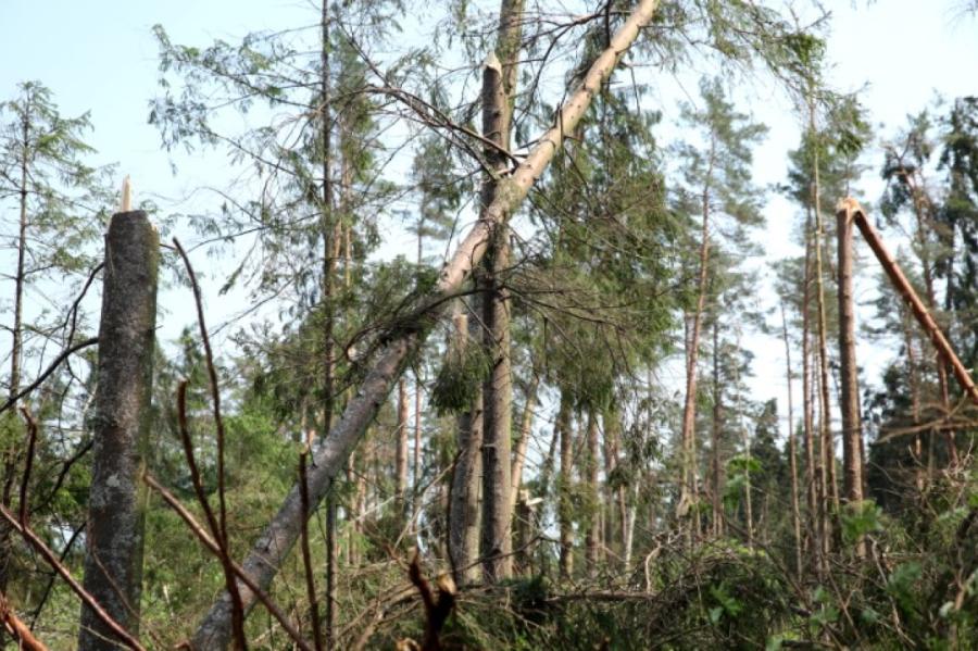 Vētras gāzto koku apjoms ilgtermiņā būtiski neietekmēšot koksnes cenu