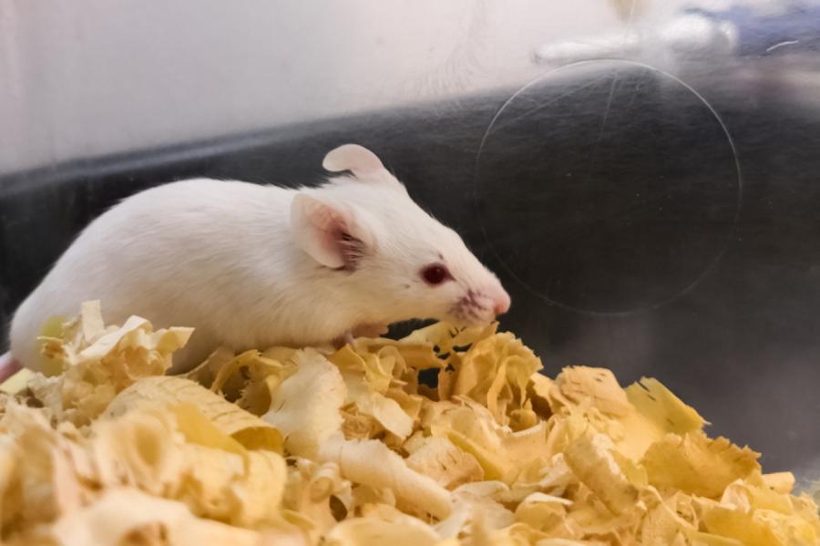 Latvijas Universitātē notiks viena no lielākajām bioētikas konferencēm Eiropā