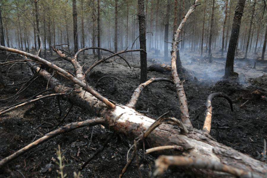 Mežu ugunsgrēki šogad radījuši rekordlielas oglekļa dioksīda emisijas