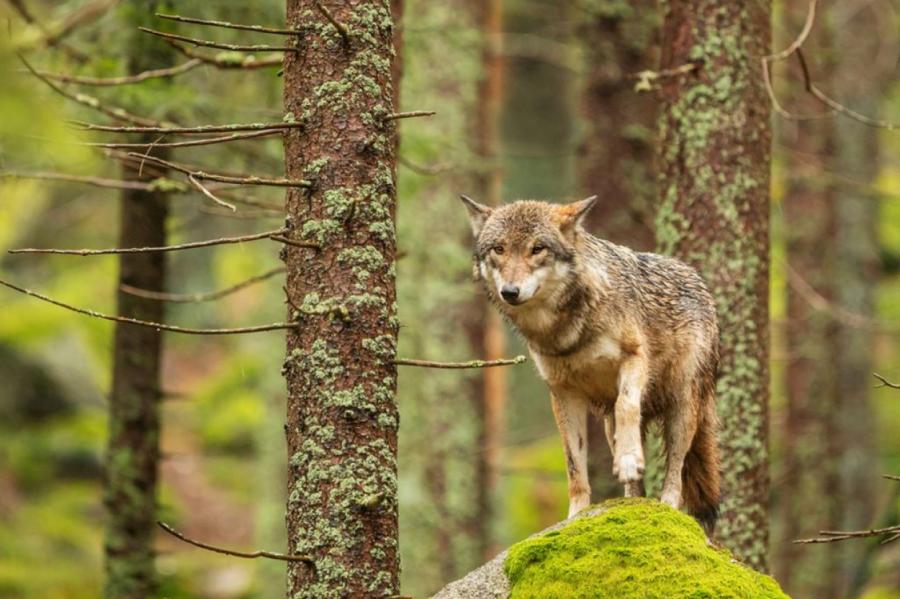 Latvijā vilki sākuši uzbrukt suņiem - speciālisti informējuši, ko darīt