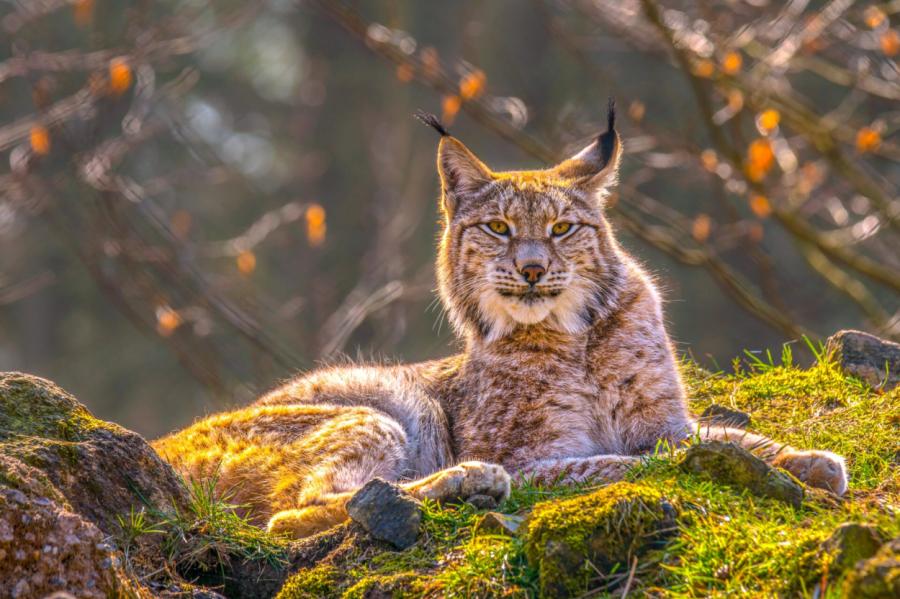 Sinoptiķi izteikuši prognozes par laikapstākļiem oktobra pirmajā nedēļā