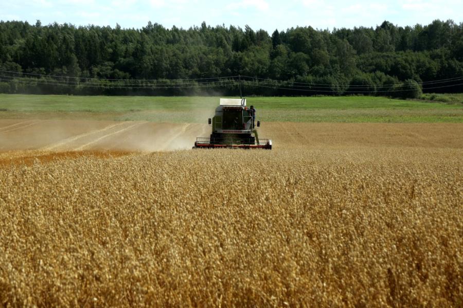 Graudaugu raža būtiski samazinājusies visā Latvijā