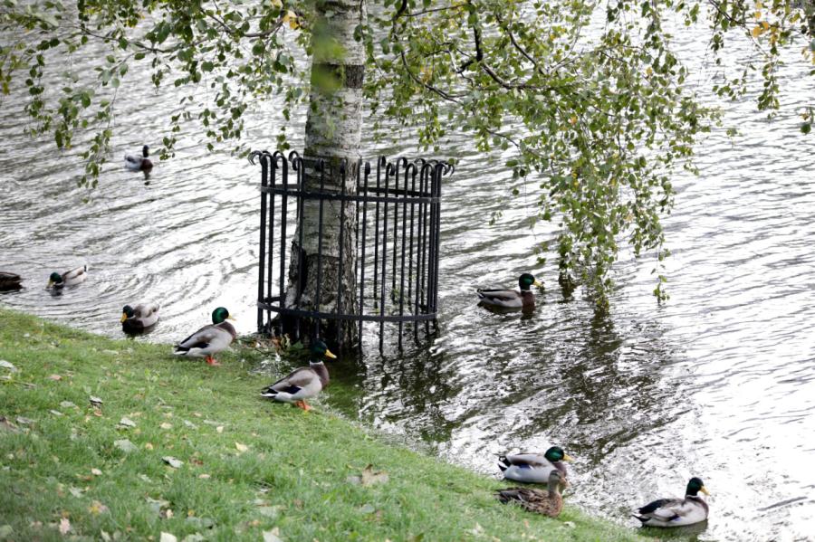 Oktobra pirmā dekāde Latvijā bijusi siltāka un lietaināka par normu