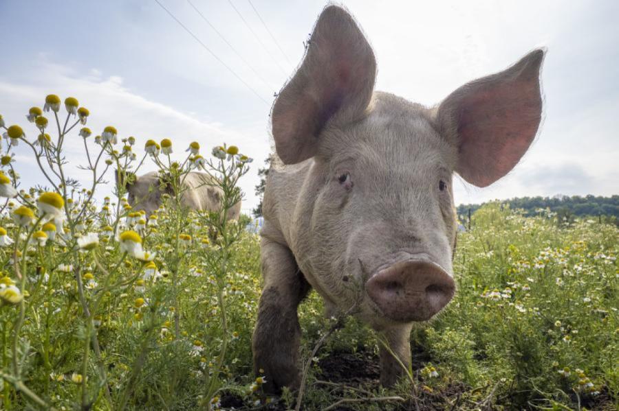 Cūkgaļas cena Latvijā vidēji par 20,8% augstāka nekā pirms gada