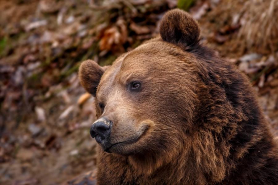 Ko darīt, ja Latvijas mežā sastopaties ar lāci (VIDEO)