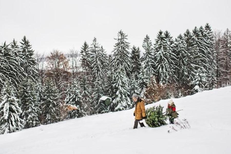 Valsts mežos katra ģimene drīkst cirst vienu eglīti Ziemassvētkiem