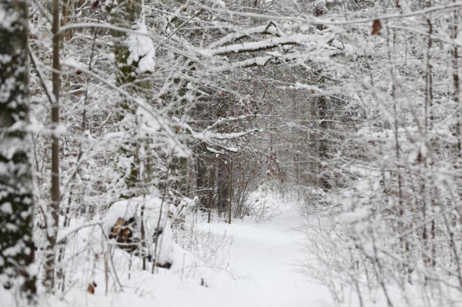 Rīgas un Pierīgas mežos vērojama bīstama sniegliece un snieglauze