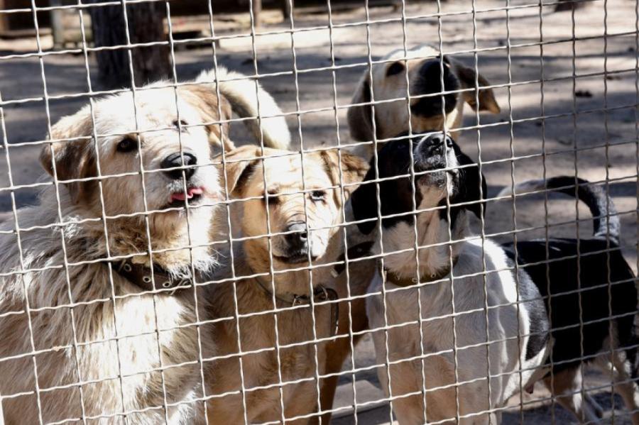 Aicina būtiski palielināt sodus nelegāliem dzīvnieku tirgotājiem