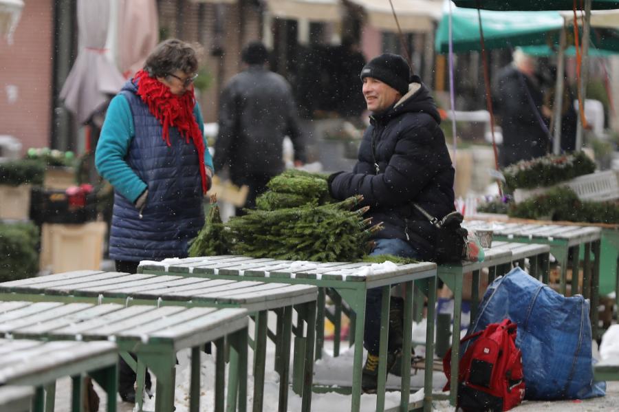 Ziemassvētku eglīšu pieprasījums ir līdzvērtīgs pagājušā gada rezultātiem