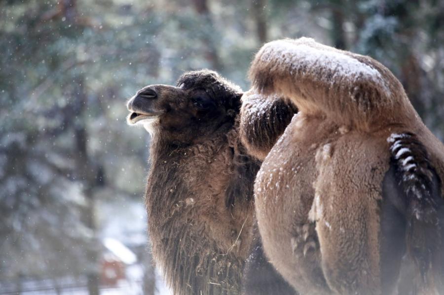 Lūstošo koku dēļ Rīgas Zoodārzs slēgts arī pirmdien