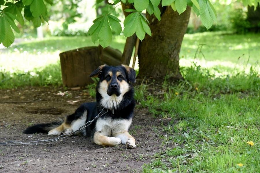 Latvijā krietni ierobežos iespējas suni turēt piesietu