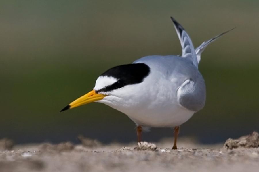Latvijas ornitologi aicina aizsargāt putnus ezeros un upēs (+VIDEO)