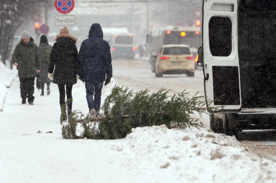 Rīgā bez maksas izvedīs Ziemassvētku eglītes