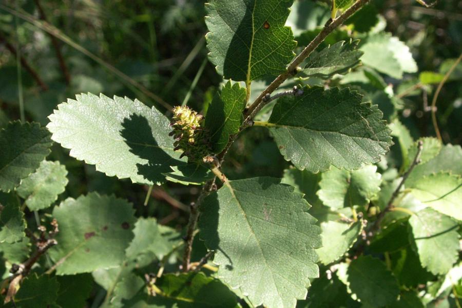 Betula humilis: ikviens var atļauties šo bērzu savā īpašumā (+VIDEO)