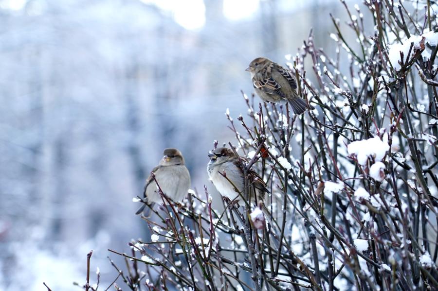 Piektdien Latvijā gaidāms īslaicīgs sniegs