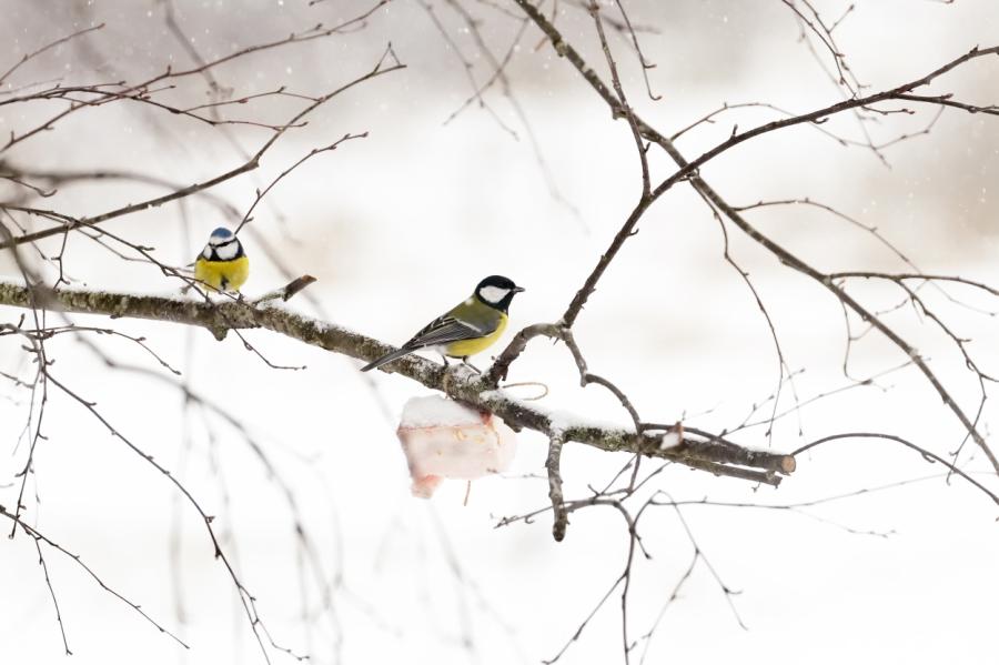 Februārī, visticamāk, atgriezīsies aukstāks laiks