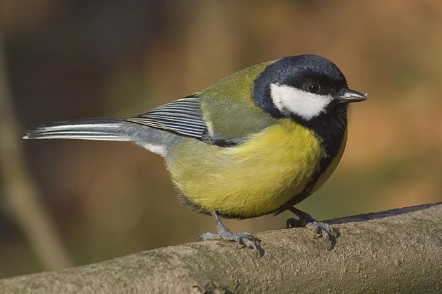 Ornitologi ziemā Latvijā novēroja 56 putnu sugas (+VIDEO)