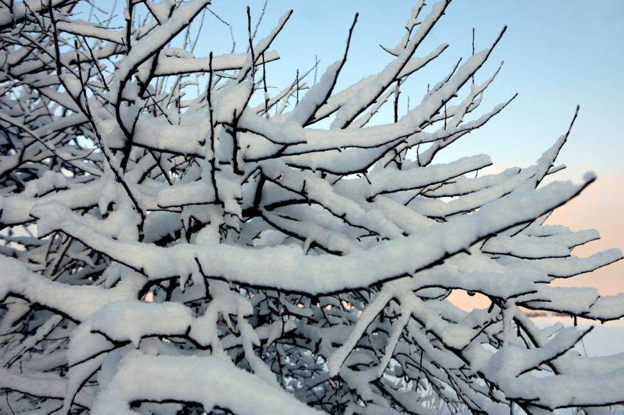 Valsts ziemeļaustrumos zem ledus svara šonedēļ var lūzt koki
