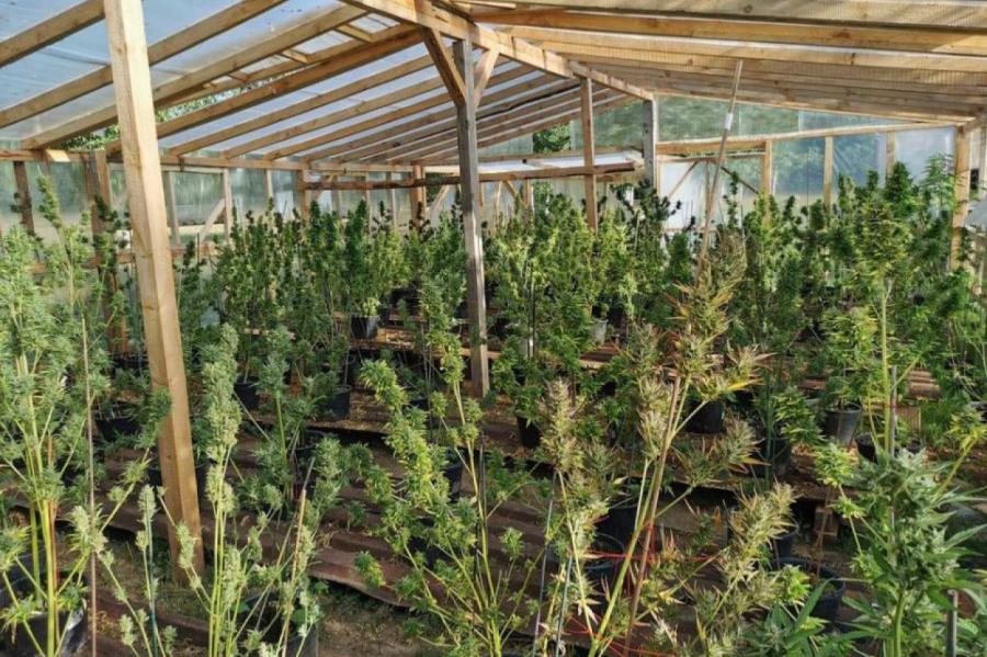 Pagājušajā gadā policija atklājusi 18 marihuānas audzētavas