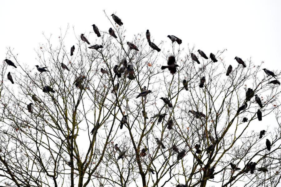 PVD aicina iedzīvotājus ziņot par atrastiem mirušiem savvaļas putniem