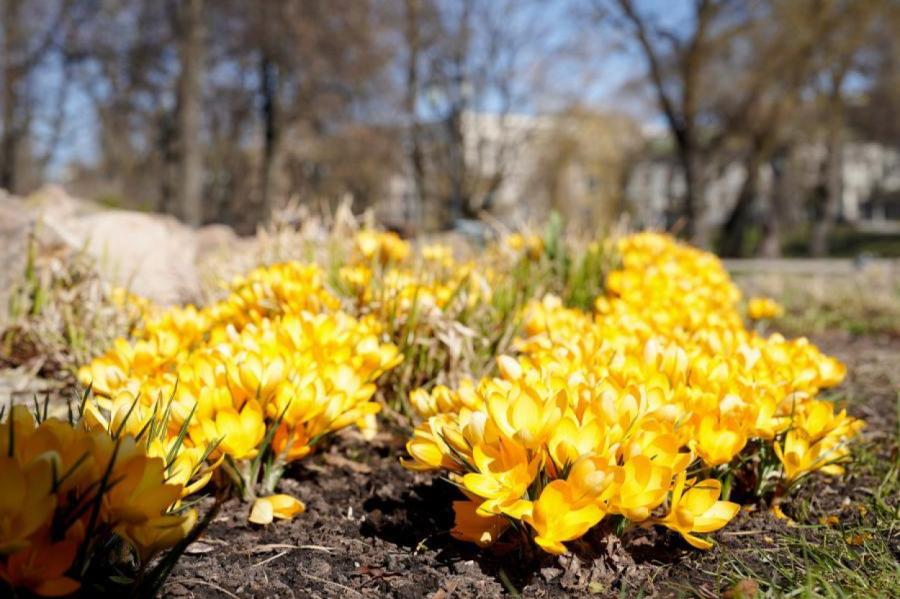 Gaisa temperatūra otrdien vēl nepārsniegs +10 grādus