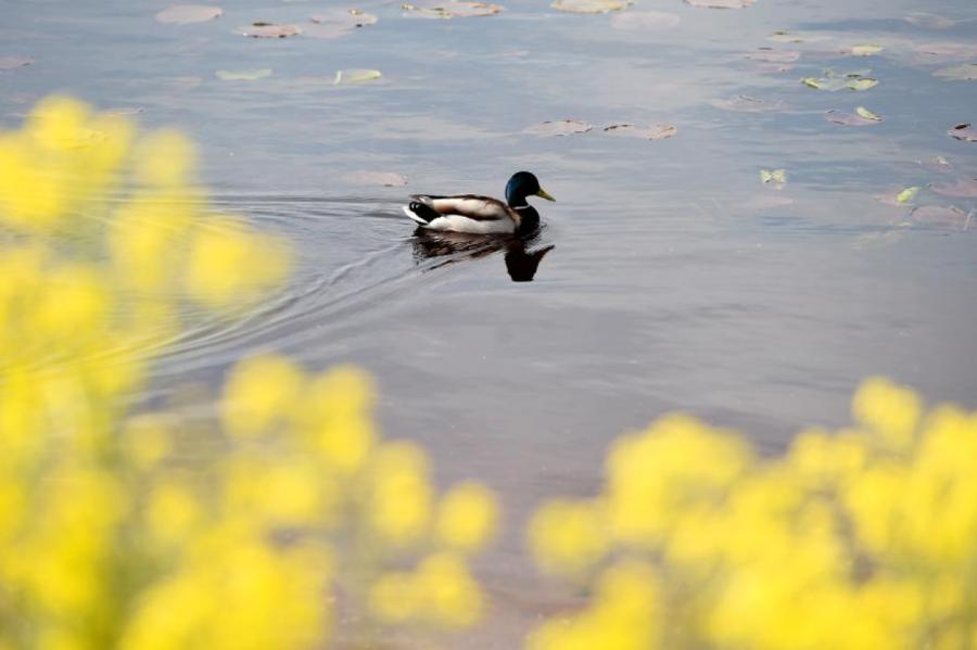 Valsts lielākajā daļā pārspēts 1.aprīļa siltuma rekords