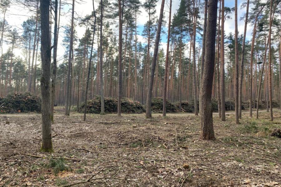 Rīgas mežsaimniecībā ir izstrādāta perspektīva līdz 2035. gadam (+VIDEO)