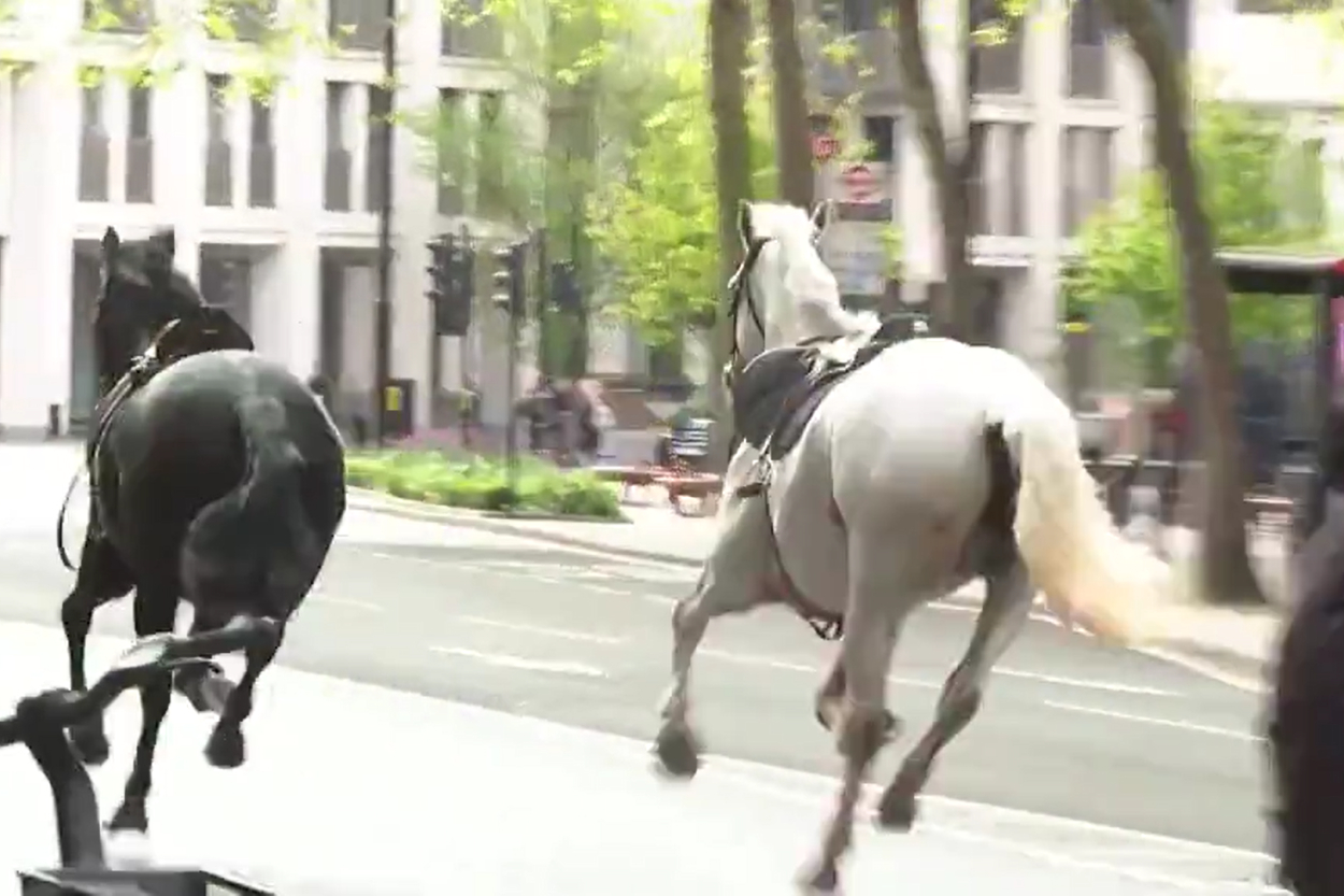 Londonas centrā izbēguši armijas zirgi ievaino četrus cilvēkus (VIDEO)