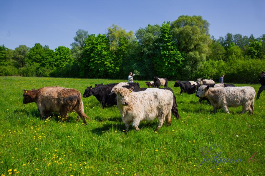 Jelgavā tīršķirnes govis audzē dabiskās pļavās (+VIDEO)