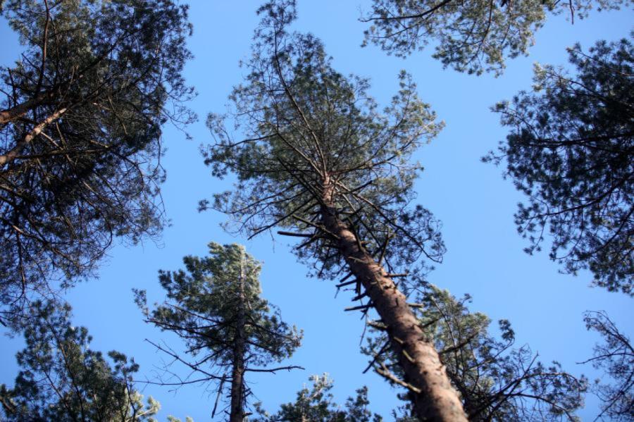 No Valmieras līdz Mūrmuižai plāno nocirst 123 kokus