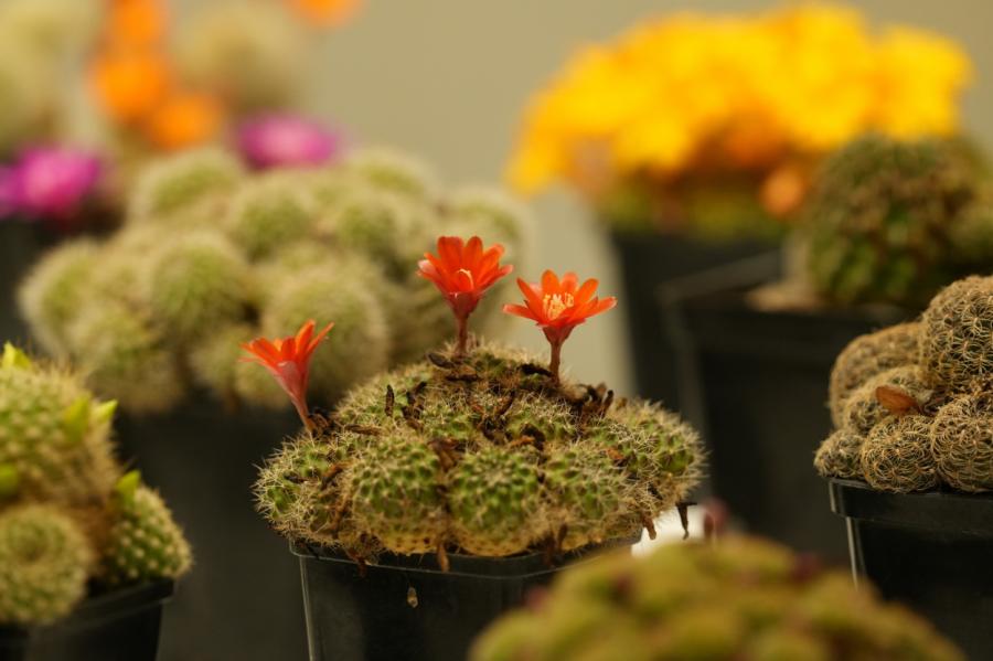 Adatainie skaistuļi: Dabas muzejā skatāma kaktusu izstāde (+FOTO)