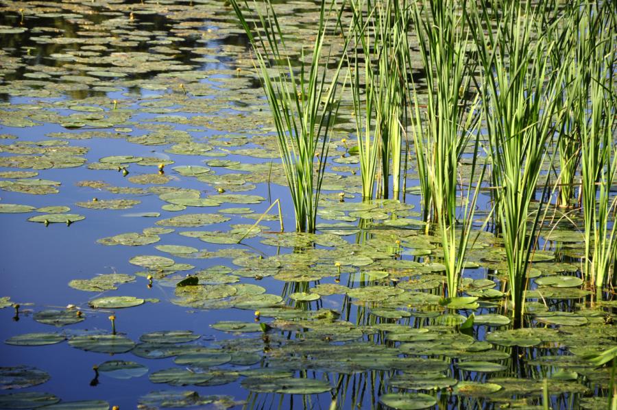 Upēs un ezeros saglabājas līdz 23 grādiem silts ūdens