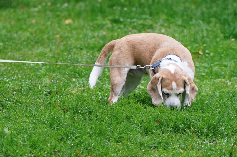 Veterinārārsti brīdina par nāvējošu parazītu, ko suns var salasīt dārzā