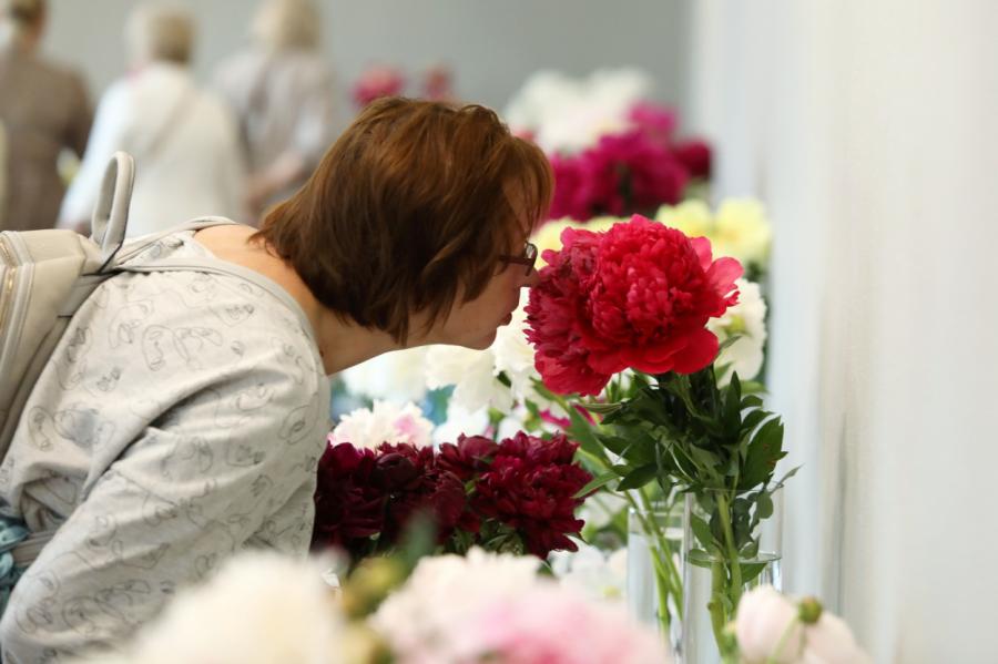 Tas ir skaisti: Peonijas Dabas muzejā (+FOTO)