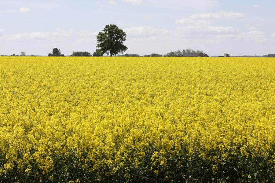 Lauksaimnieki: Labības kulšanas sezona šogad Latvijā sākusies netipiski agri