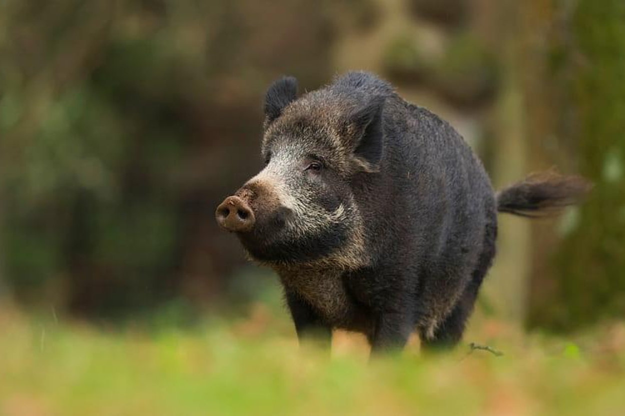 Āfrikas cūku mēris pagājušajā nedēļā konstatēts 25 mežacūkām