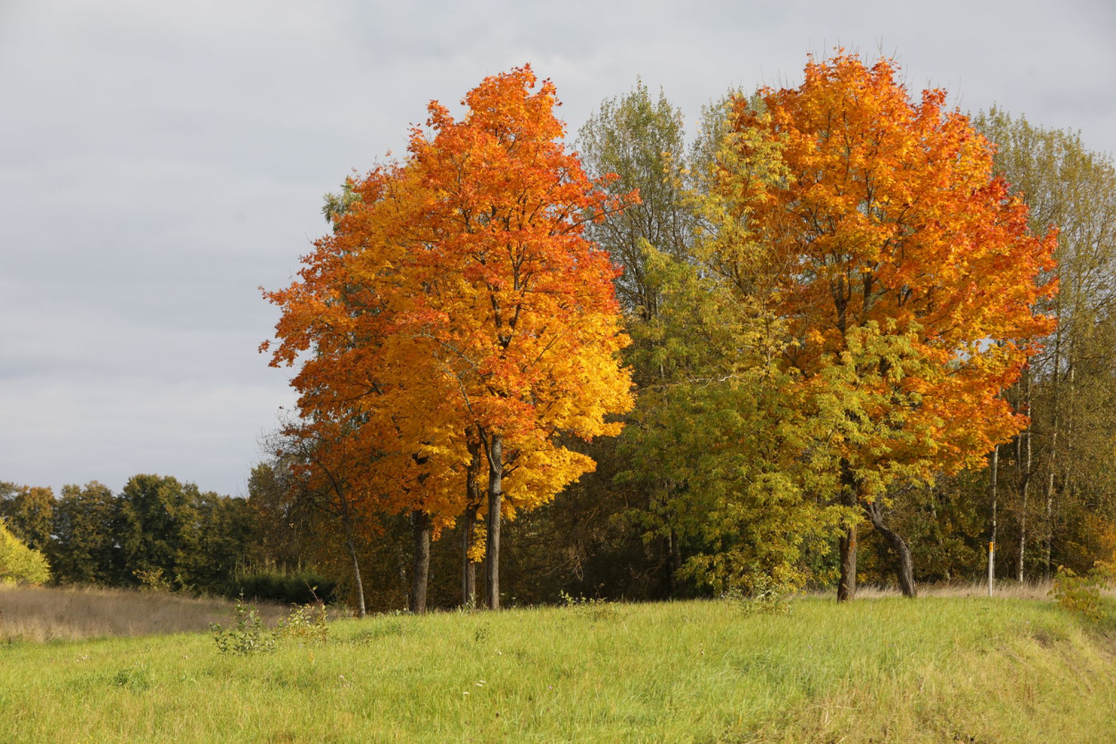 Nedēļas nogalē iespējams meteoroloģiskā rudens sākums