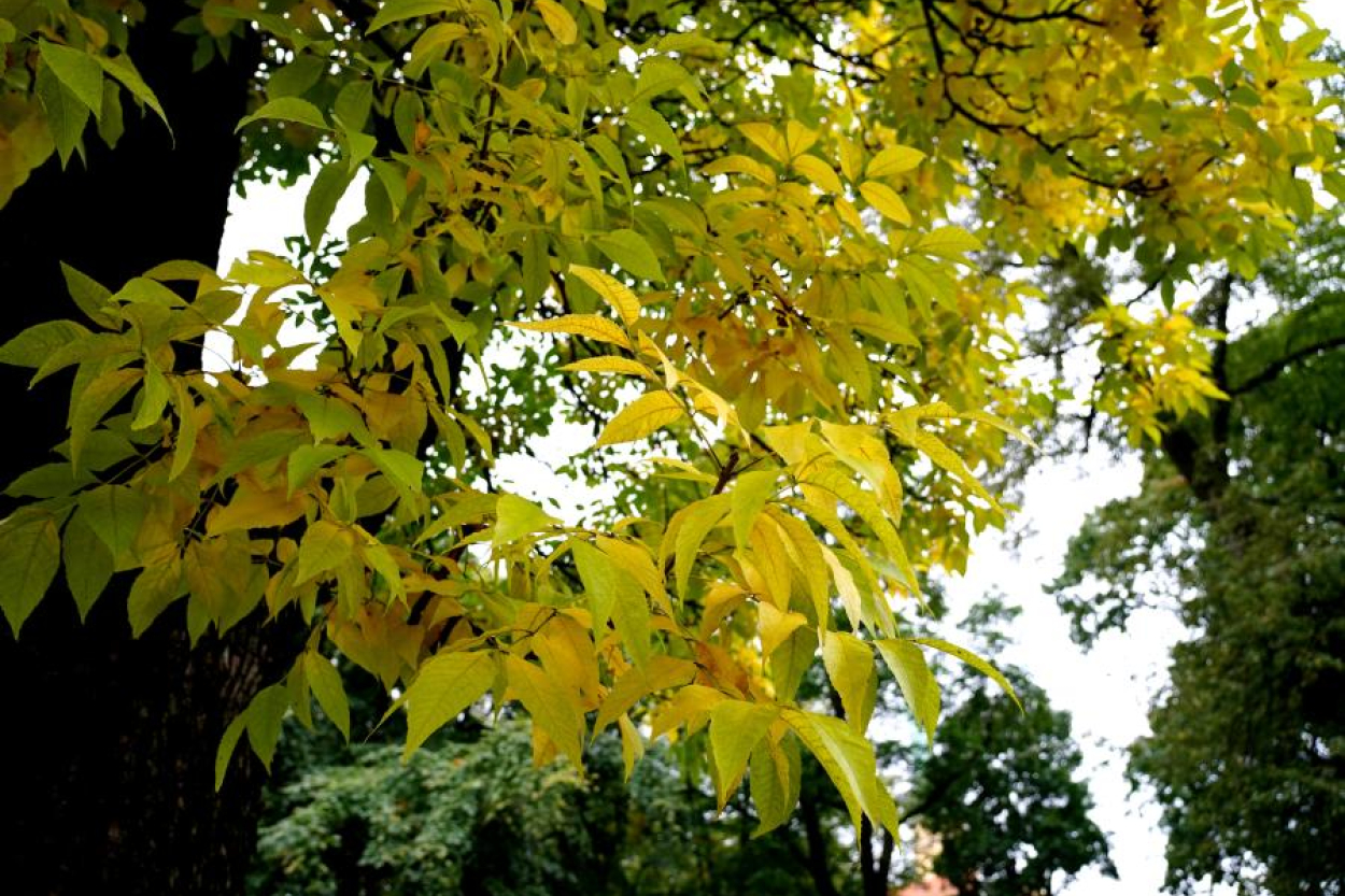 Trešdien pūtīs brāzmains vējš un spīdēs saule