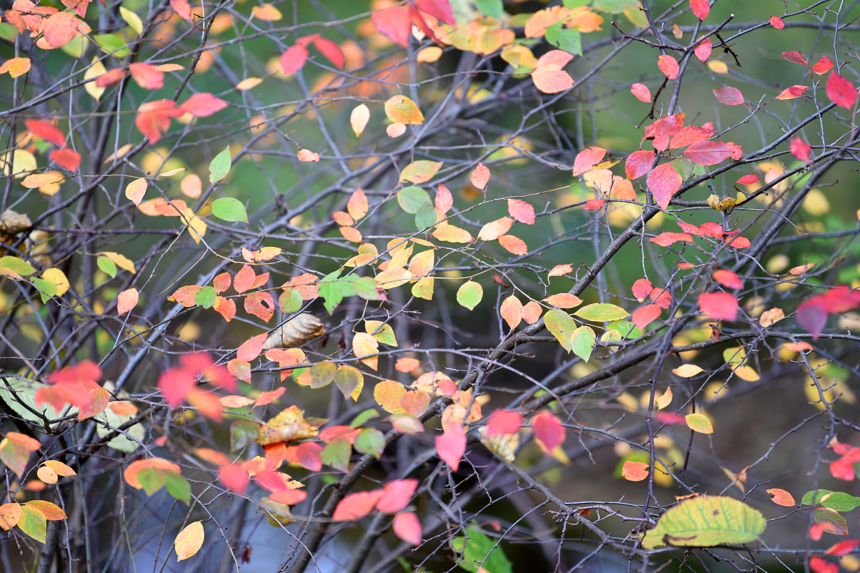 Pēc vēsa mēneša sākuma novembrī gaidāms silts laiks