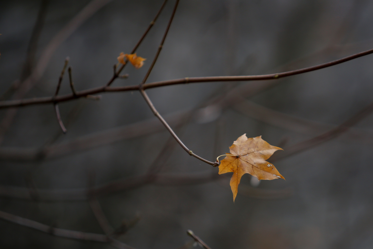 Ceturtdien gaidāma gan saule, gan nokrišņi