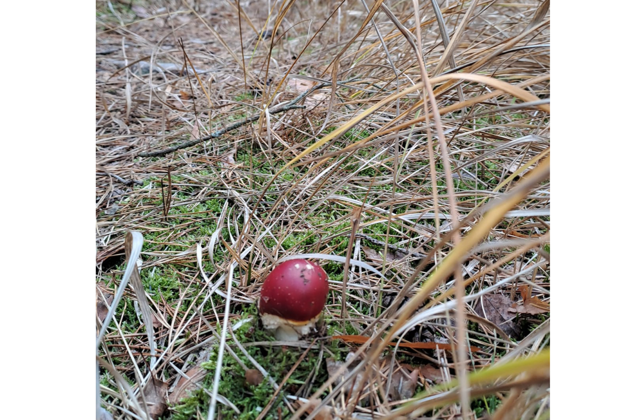 Sēņotāji Ruсavā veiksmīgi aizvadīja sezonu