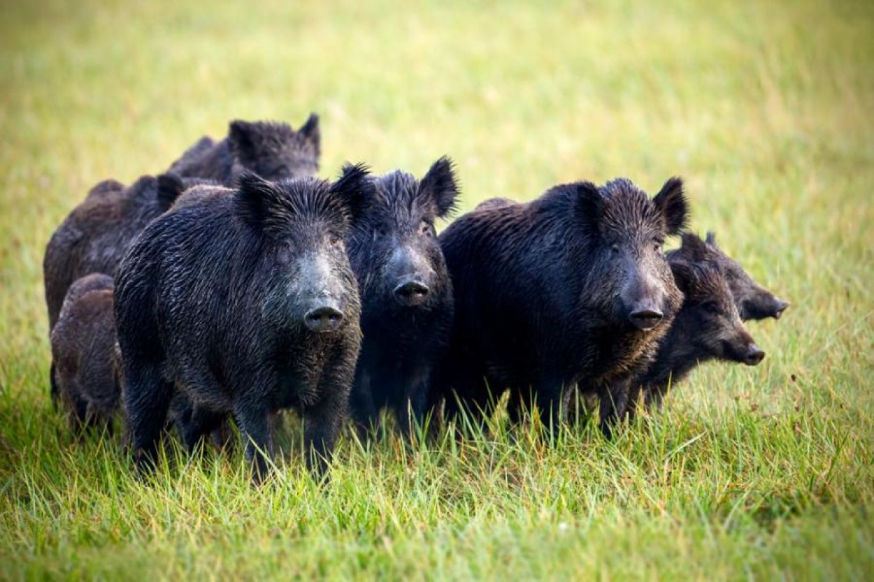 Āfrikas cūku mēris pagājušajā nedēļā konstatēts 57 mežacūkām