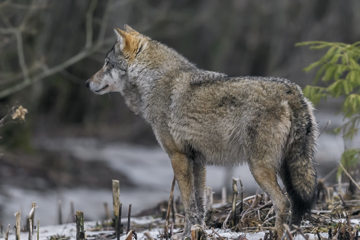 Vilki šogad Latvijā nogalinājuši 335 mājdzīvniekus (+VIDEO)