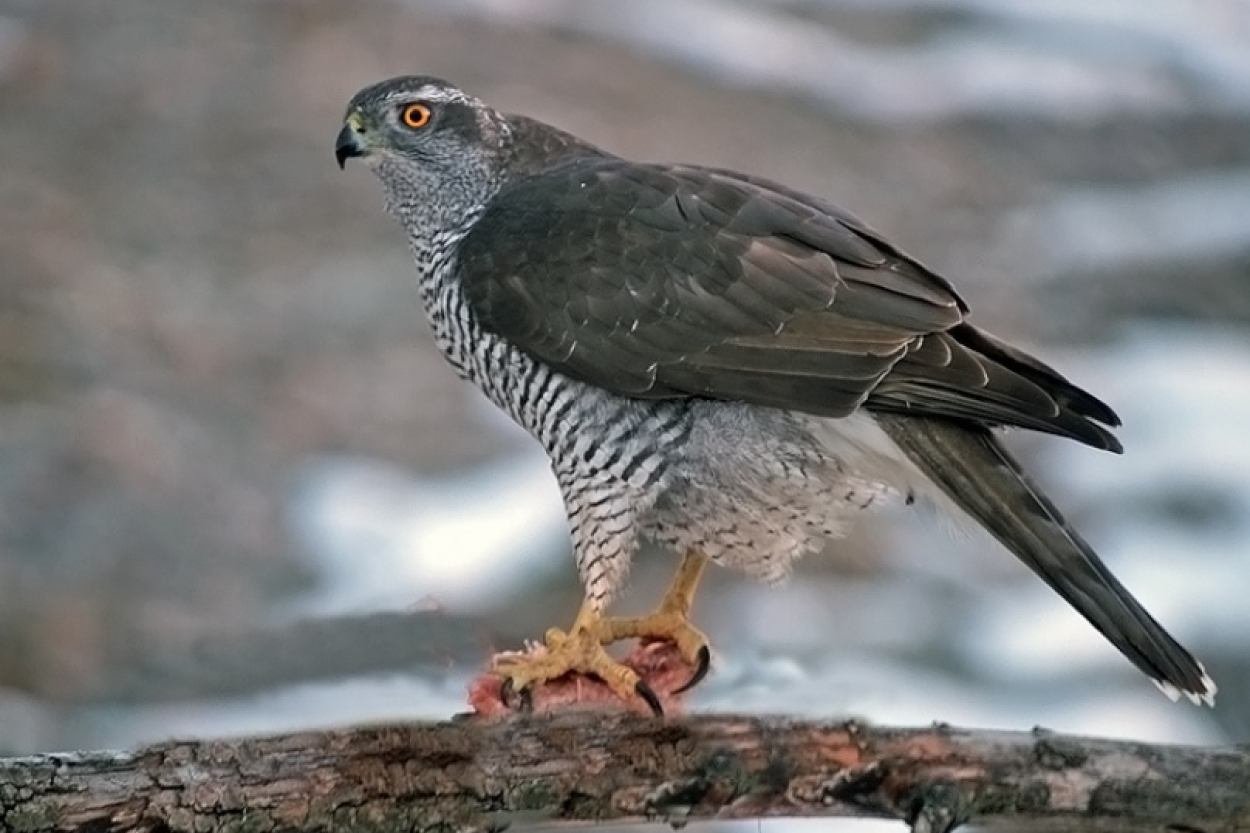 Neparasts spalvains viesis Grīziņkalna parkā aizbaidījis putnus (+VIDEO)