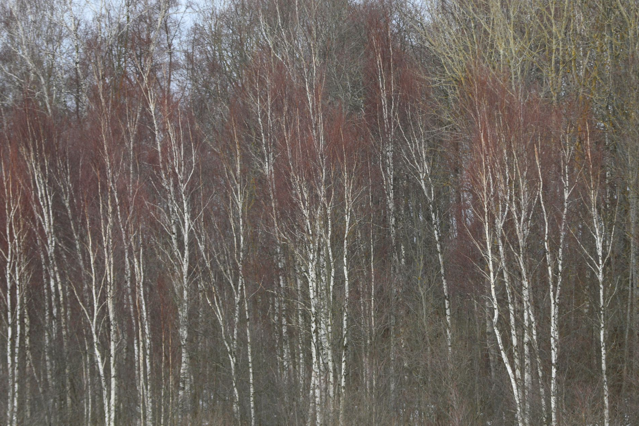 Ceturtdiena būs vējaina un silta