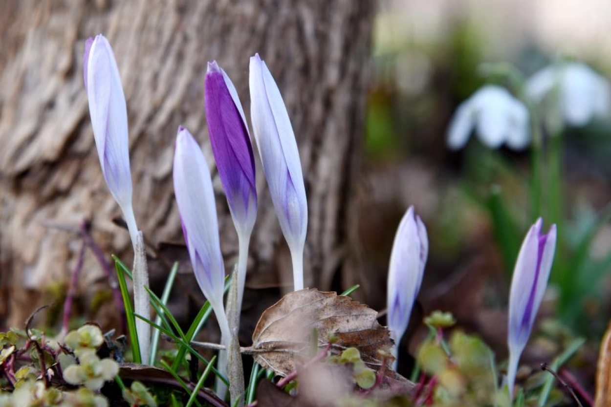 Gaisa temperatūra pirmdien var pakāpties līdz +16 grādiem